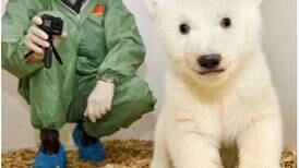 Fotos: Un osito polar recién nacido sale de su primer examen médico