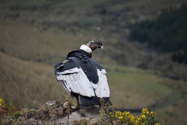 ¡Nace polluelo de cóndor andino en Quito!