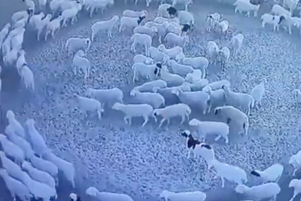 Rebaño de ovejas captado caminando en círculos por dos semanas sin parar: Aparecen nuevas teorías