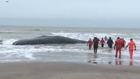 Intento de rescate de una ballena varada culmina sin éxito en Argentina