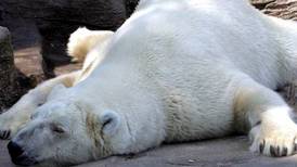 Osos polares podrían extinguirse antes de lo previsto