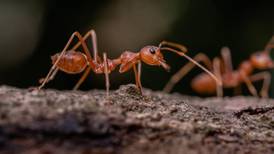 ¡Aterrador! Fotógrafo logra captar el rostro de una hormiga con ayuda de un microscopio