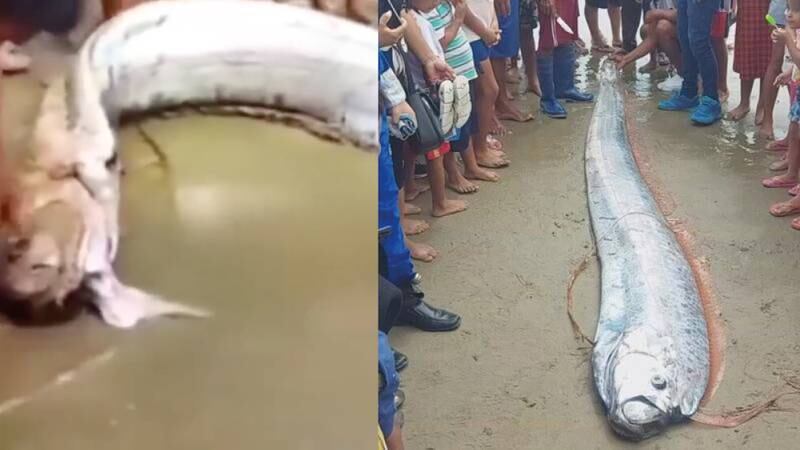Alerta por la aparición de un pez remo de 3 metros en Tumbes, Perú
