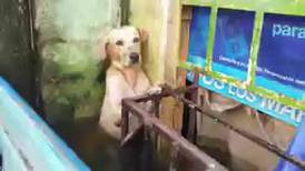 ¡Conmovedor! Un perro es rescatado de las inundaciones provocadas por el huracán Eta en México