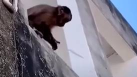 ¿El planeta de los simios?: mono sembró el terror amenazando a personas con cuchillo y robando tiendas