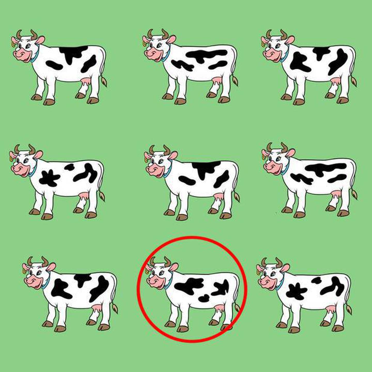 Aquí está la vaca diferente.