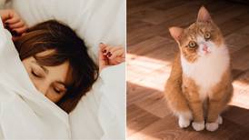 El significado de soñar con gatos: ¿qué representa la aparición de estos felinos?
