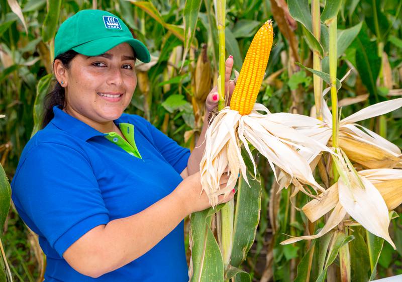 La asociación también acopia la cosecha para negociar en conjunto y obtener mejores precios en la venta del maíz amarillo, por ejemplo.