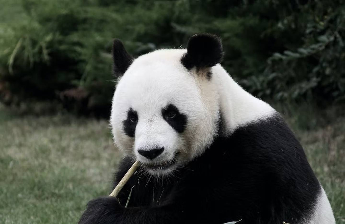 Era un oso panda adorable