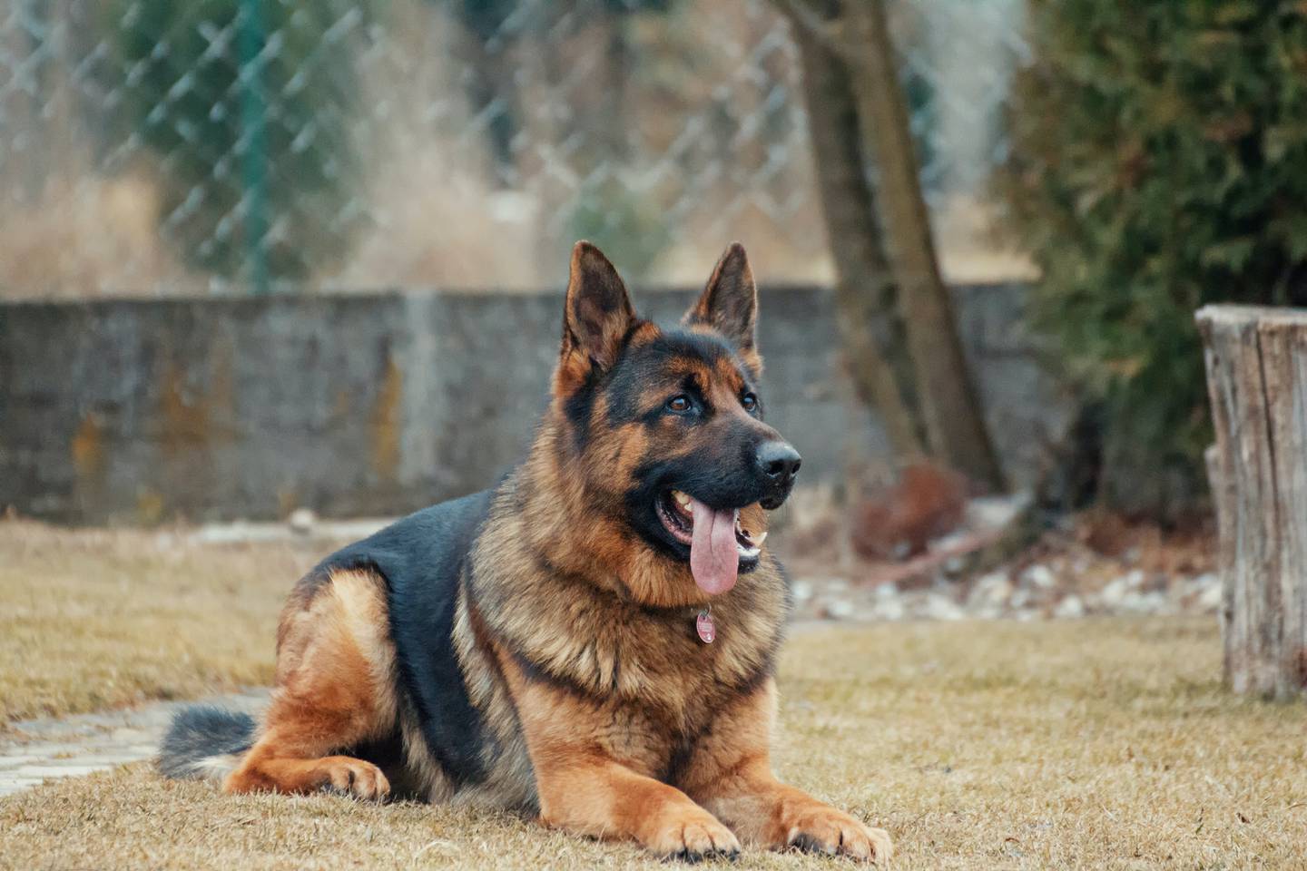 If you have a German Shepherd you will confirm how intelligent they are when receiving commands.