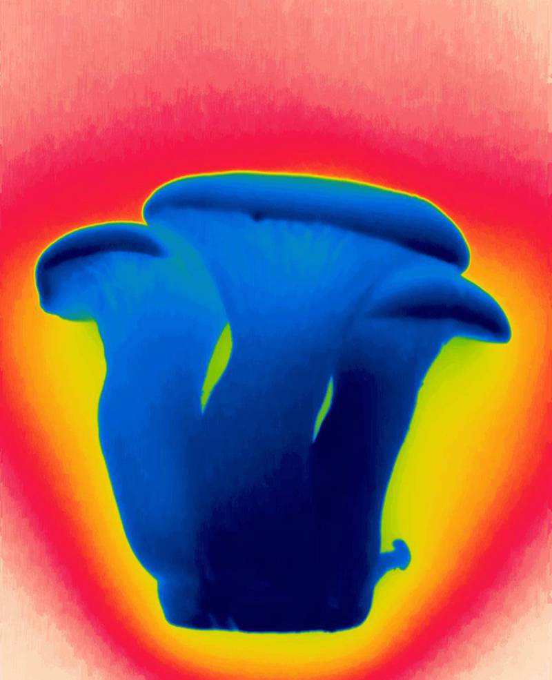 Termografía infrarroja de setas Pleurotus eryngii