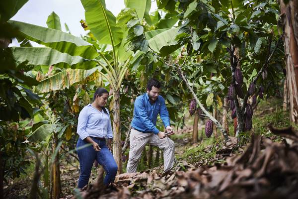 Cacaoteros ecuatorianos aumentan su productividad en un 30% aplicando principios de agricultura regenerativa