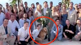 Perrito asiste a boda y se hace viral porque no invitaron al dueño