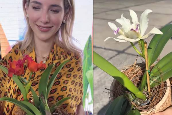 Tres orquídeas y un anturio tienen el nombre de Lavinia Valbonesi