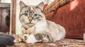 ¿Realmente los gatos contagian la toxoplasmosis a los humanos?