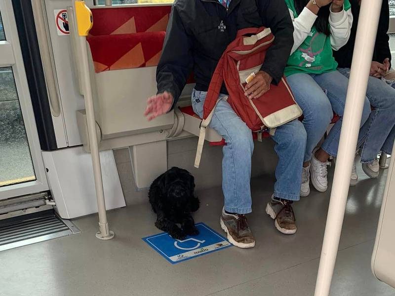 Perrito se subía todos los días al Tranvía de Cuenca, buscando regresar a su casa