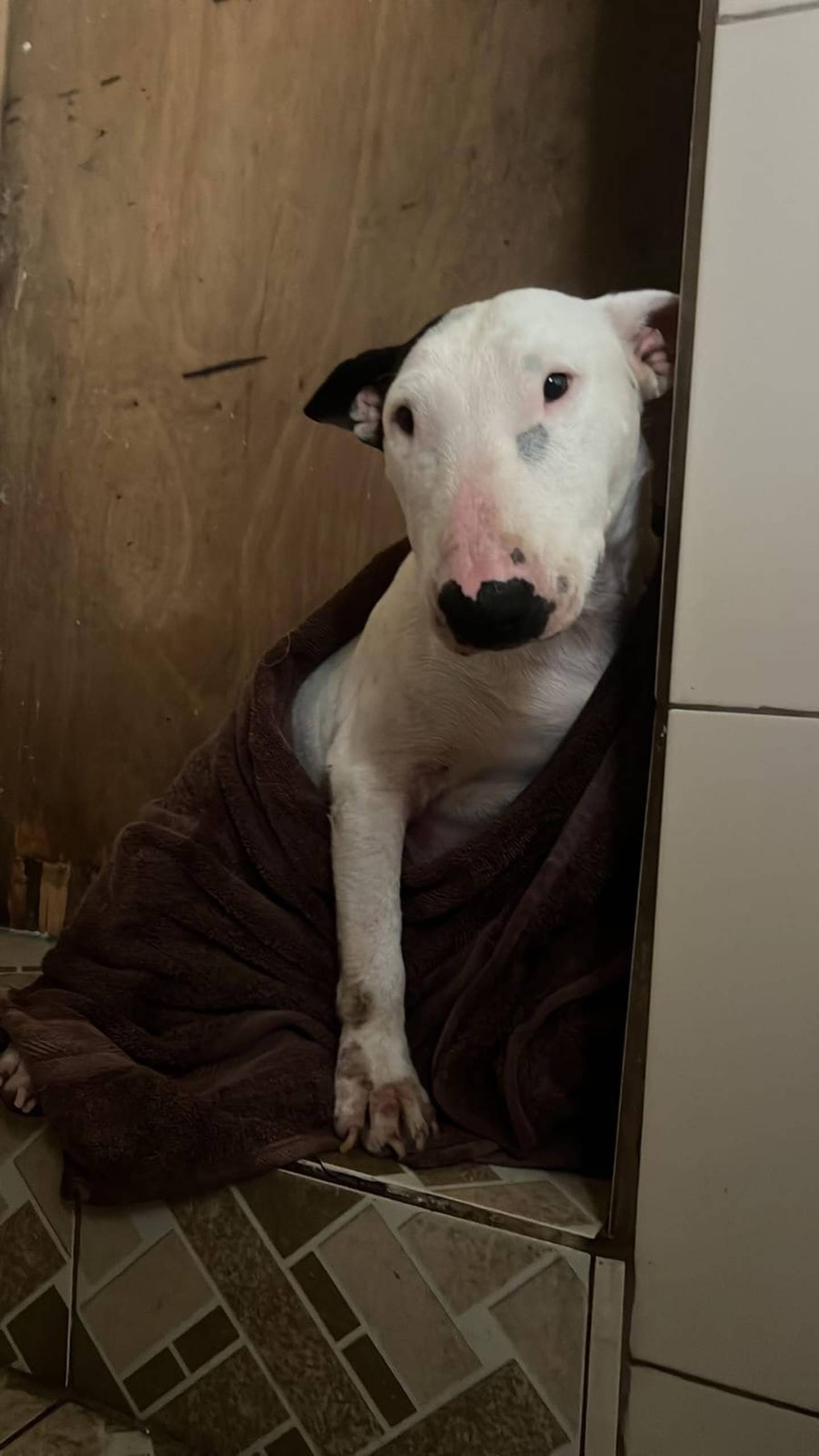 Bulldog terrier albina está desaparecida en Quito
