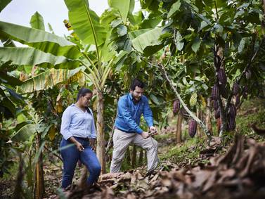 Cacaoteros ecuatorianos aumentan su productividad en un 30% aplicando principios de agricultura regenerativa