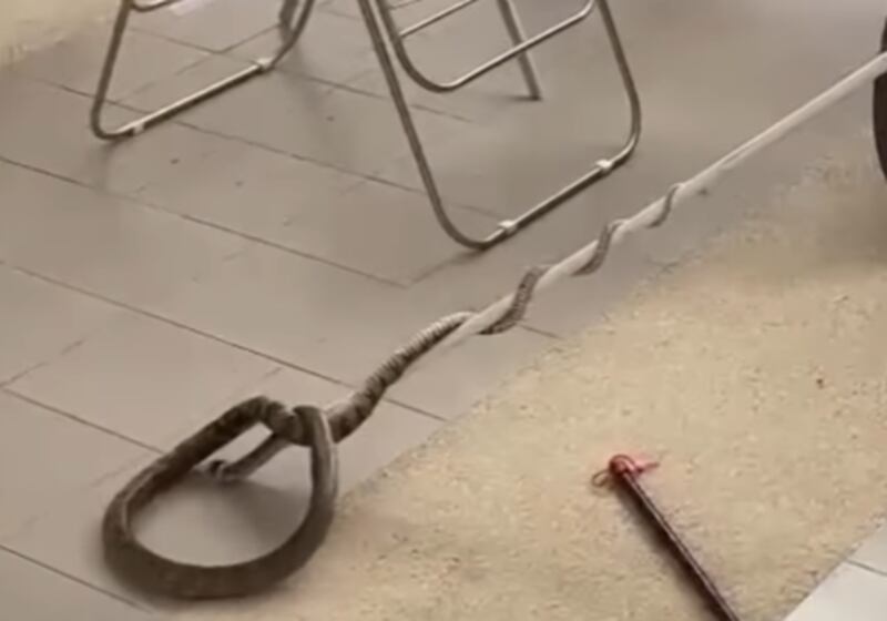 Cobra encontrada en casa de Denisse Molina