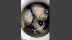 “No son tu juguete”: metió a su perrito a la lavadora para ganar seguidores en Instagram pero se ganó el odio de las redes sociales