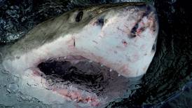 Gobierno chino investiga a una influencer por cocinar un tiburón blanco