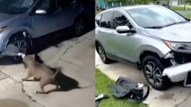 Dos pitbull destruyeron auto buscando a una gatita que se escondió en el motor: “Destrozarían a un ser humano”
