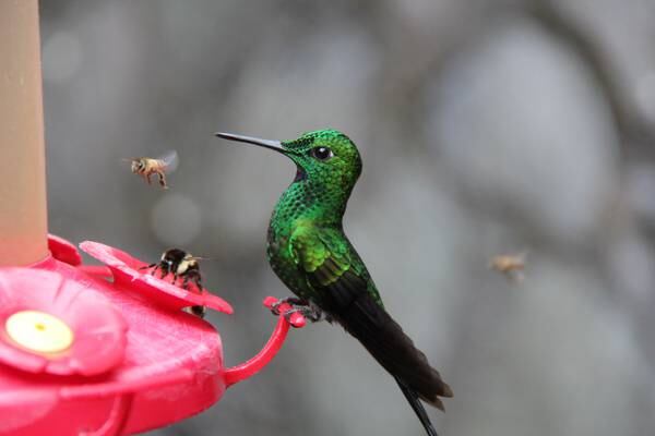 Disfruta el fin de semana en Quito, con colibríes, cascadas y aguas termales
