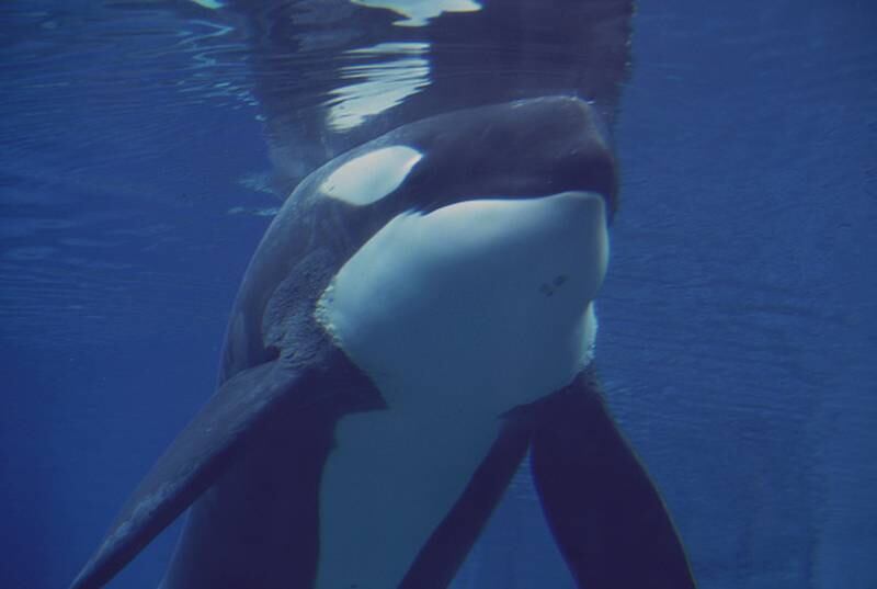 Kiska, la orca más triste del mundo falleció.