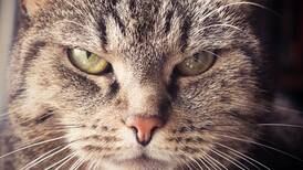Alerta amantes felinos: gato común es declarado “especie invasora” en Polonia