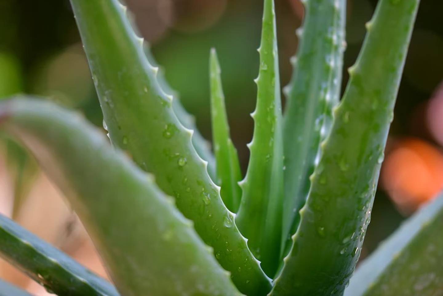 Aloe vera is very beneficial for its nutrients