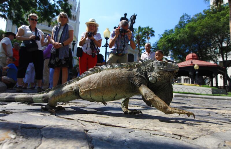 Turistas visitan el Parque de las Iguanas.