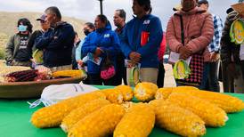 Nueva variedad de maíz mejorará ingresos de productores