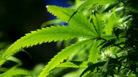 Estudio arroja que tratamiento de cannabis ayuda con la ansiedad