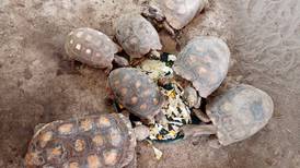 35 boas y 9 tortugas regresan a su hábitat en el Parque Nacional Yasuní