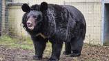 Un oso mascota acabó con la vida de una mujer luego de que cometió un fatal error