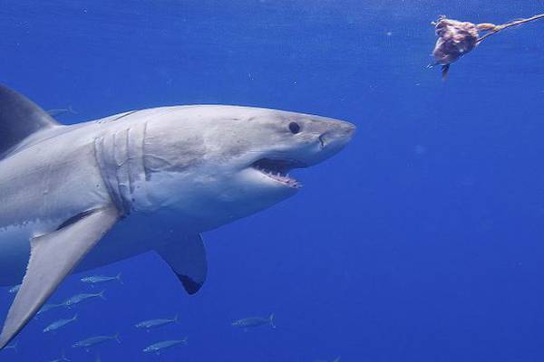 Un turista ruso es atacado por tiburón en Egipto y le causa la muerte