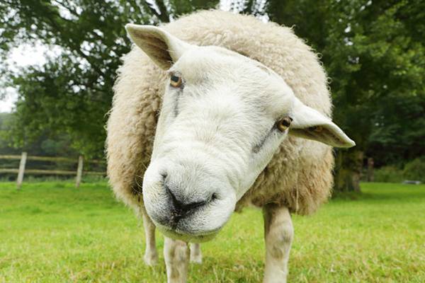 Una oveja acabó con la vida de un matrimonio en una granja de Nueva Zelanda