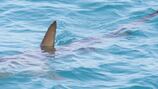 El impresionante ‘tiburón fantasma’ con cabeza enorme y enormes ojos traslúcidos