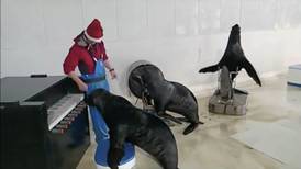 ¡Con todo el espíritu navideño! Lobos marinos practican villancicos