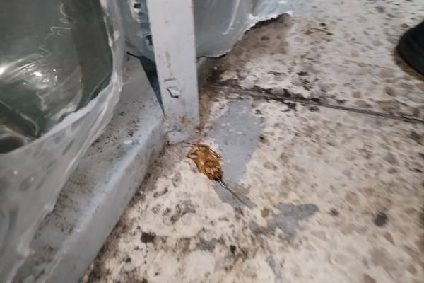 Heces de ratones, cucarachas, lo que encontraron en un chifa clausurado en Guayaquil