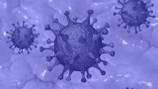 Coronavirus: ¿por qué se le conoce con el nombre de Covid-19?