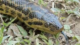 La cabeza como la de un humano, la increíble especie de anaconda que descubrieron en el Amazonas en compañía de Will Smith