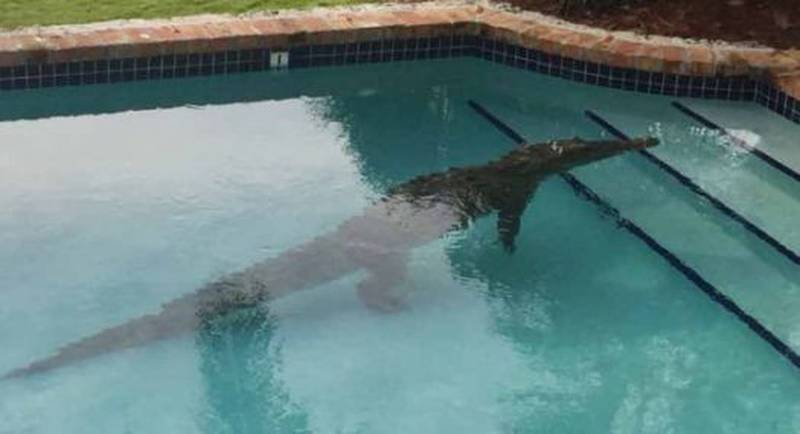 Hombre encontró cocodrilo en la piscina/Twitter
