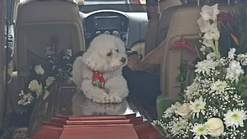 Scoty, el perro que se aferró al féretro de su dueño fallecido en un  accidente de bus en Tungurahua – Metro Ecuador