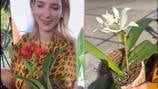 Tres orquídeas y un anturio tienen el nombre de Lavinia Valbonesi