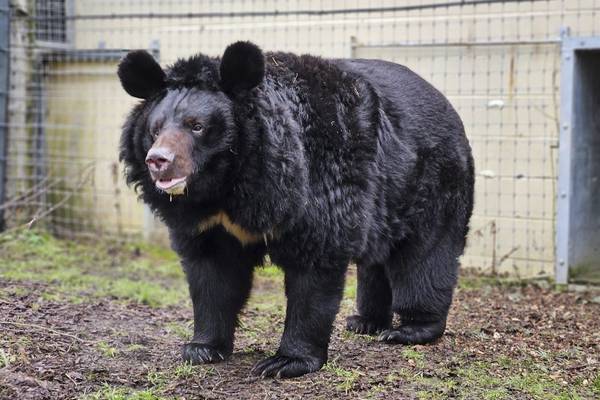 Un oso mascota acabó con la vida de una mujer luego de que cometió un fatal error