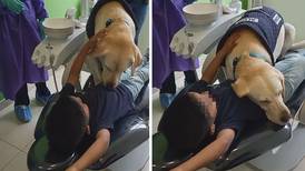 “Aldo”, el perro que ayuda a los dentistas cuando los niños tienen miedo