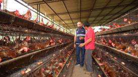 Autoridades refuerzan medidas para contener nuevos casos de influenza aviar