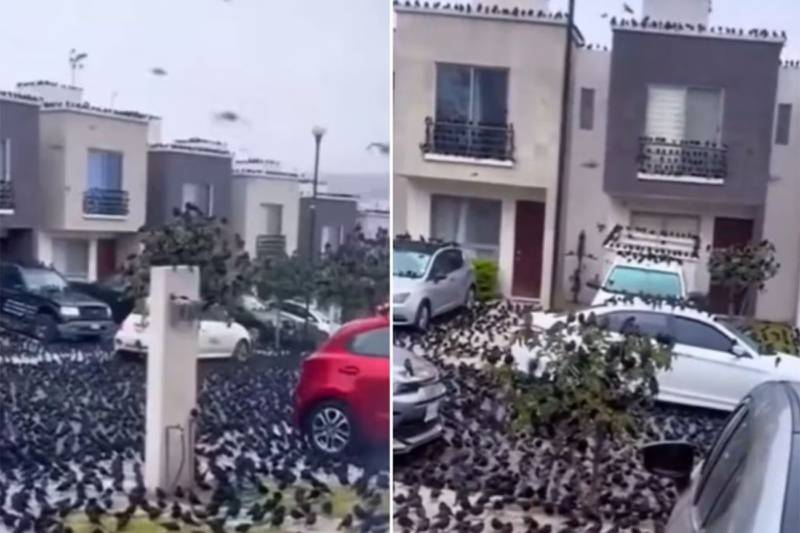 Presencia de cuervos en Japón preocupa a sus habitantes.