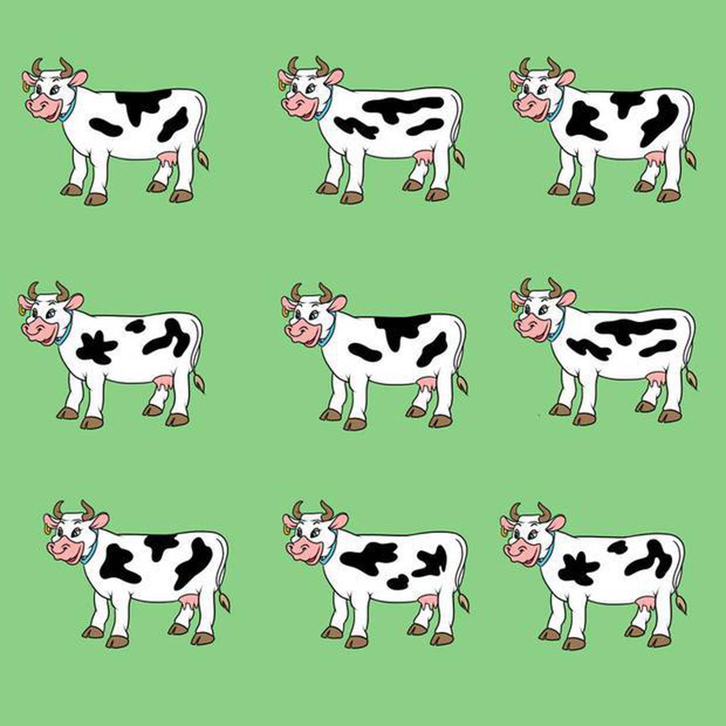 Localiza la vaca diferente.
